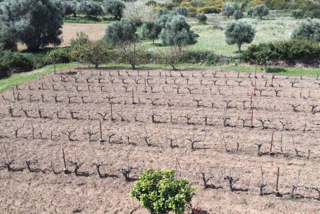 Rodanthy II Kateleios Dış mekan fotoğraf